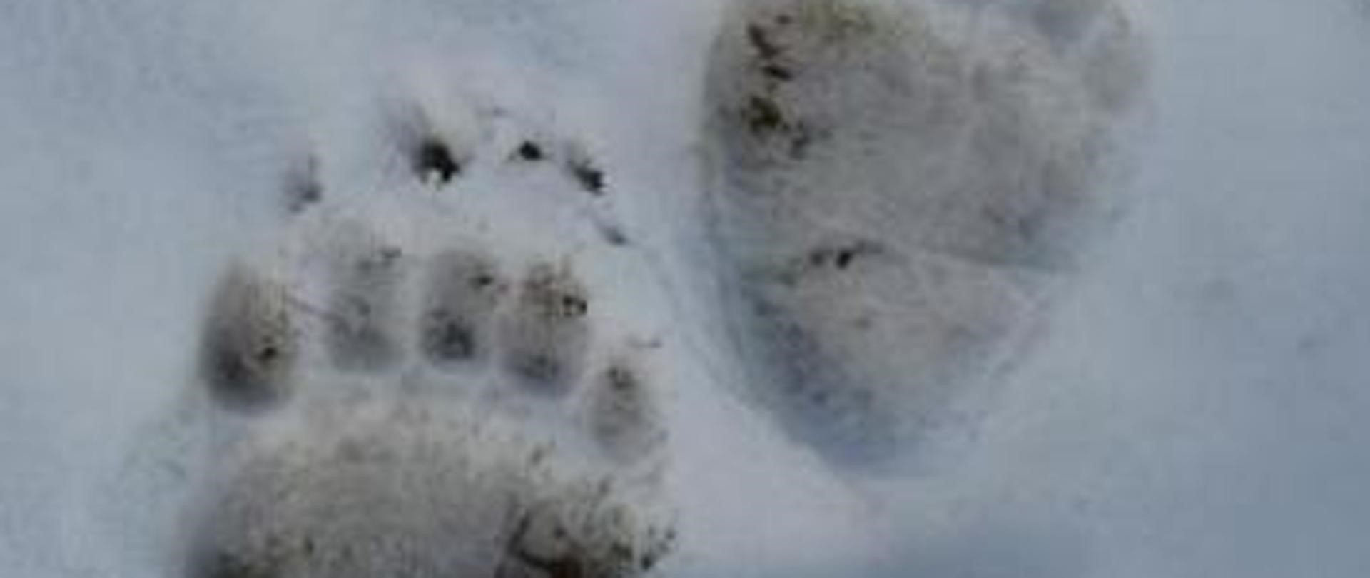 ślady niedźwiedzia na śniegu
